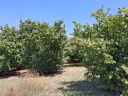 Prodajem zasad lesnika