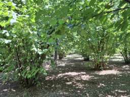 Prodajem zasad lesnika