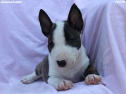 Mini Bull Terijer prelepi &scaron;tenci
