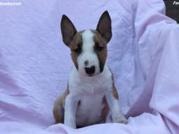 Mini Bull Terijer prelepi &scaron;tenci