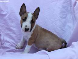 Mini Bull Terijer prelepi &scaron;tenci