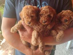 PUDLE na prodaju, 2 mužjaka I dve ženkice 