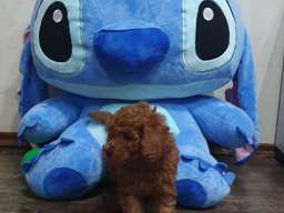 Toy/mini crvene pudle