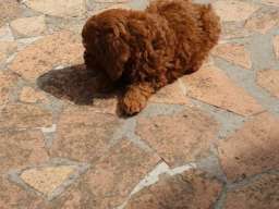 Toy/mini crvene pudle