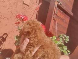 Toy/mini crvene pudle
