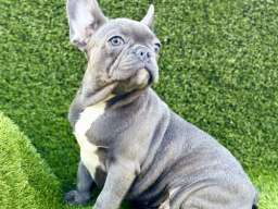 Francuski buldog
