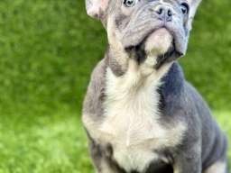 Francuski buldog