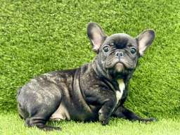 Francuski buldog