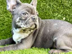 Francuski buldog