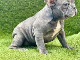 Francuski buldog