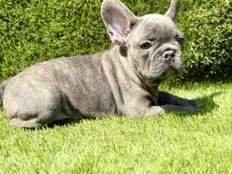 Francuski buldog