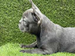 Francuski buldog