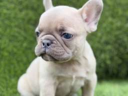 Prelepi &scaron;tenci FRANCUSKOG Buldoga