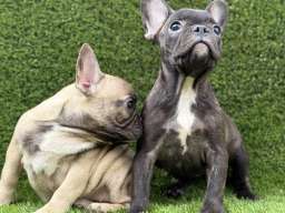 Prelepi &scaron;tenci FRANCUSKOG Buldoga