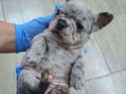 Francuski buldog exotic