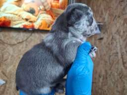 Francuski buldog exotic