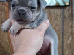 Francuski buldog exotic