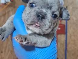 Francuski buldog exotic