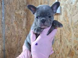 Francuski buldog exotic