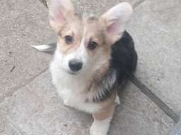 Vel&scaron;ki korgi &scaron;tenci