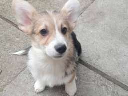 Vel&scaron;ki korgi &scaron;tenci