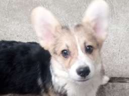 Vel&scaron;ki korgi &scaron;tenci