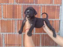 Cane Corso &scaron;tenci &scaron;ampionskog porekla! 