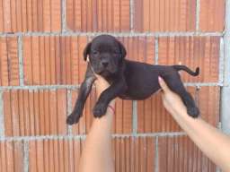 Cane Corso &scaron;tenci &scaron;ampionskog porekla! 