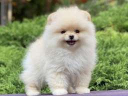 Pomeranac prelepi &scaron;tenci
