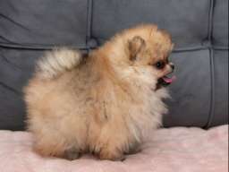 Pomeranac stenci na prodaju