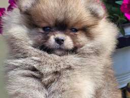 Pomeranac BOO medvedići, Pomeranski &Scaron;pic