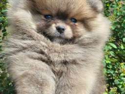 Pomeranac BOO medvedići, Pomeranski &Scaron;pic