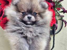 Pomeranac BOO medvedići, Pomeranski &Scaron;pic