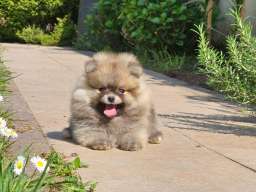 Pomeranac BOO medvedići, Pomeranski &Scaron;pic