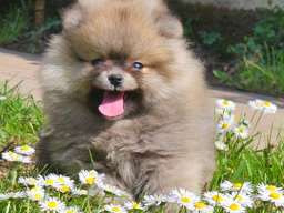 Pomeranac BOO medvedići, Pomeranski &Scaron;pic