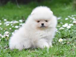 Pomeranac BOO medvedići, Pomeranski &Scaron;pic