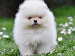 Pomeranac BOO medvedići, Pomeranski &Scaron;pic