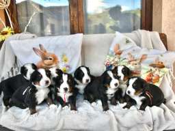 Bernski planinski pas 