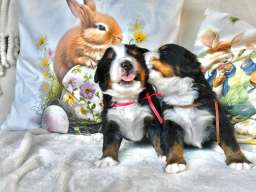 Bernski planinski pas 