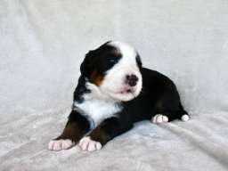 Bernski planinski pas 