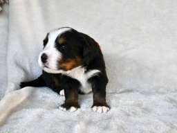 Bernski planinski pas 