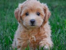 Prelepo leglo šteneta maltipua