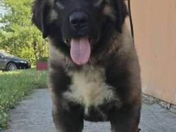 Kavkaski ovčar vrhunski &scaron;tenci