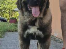 Kavkaski ovčar vrhunski &scaron;tenci