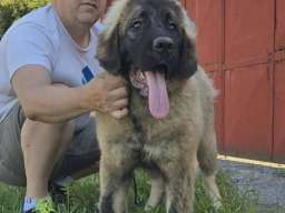 Kavkaski ovčar vrhunski &scaron;tenci