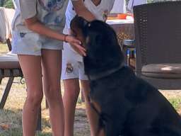 Rotvajler, mu&scaron;ka &scaron;tenad