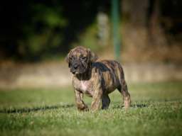 Na prodaju stenci Presa Canario 