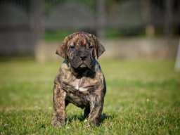 Na prodaju stenci Presa Canario 