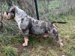 American bully pocket mužjak i ženka na prodaju