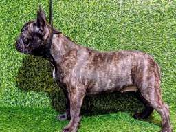 FRANCUSKI BULDOG - žensko štene